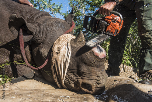 Dehorning Black Rhino for conservation photo