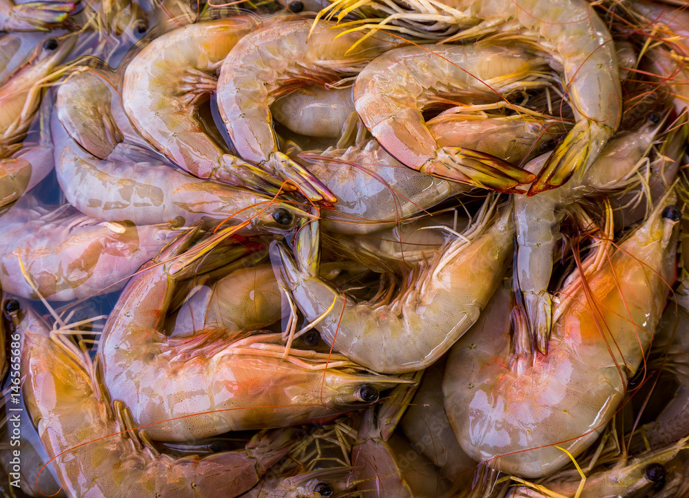 fresh prawn in the market fresh prawn in the market