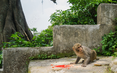 Afraid monkey eating rice photo