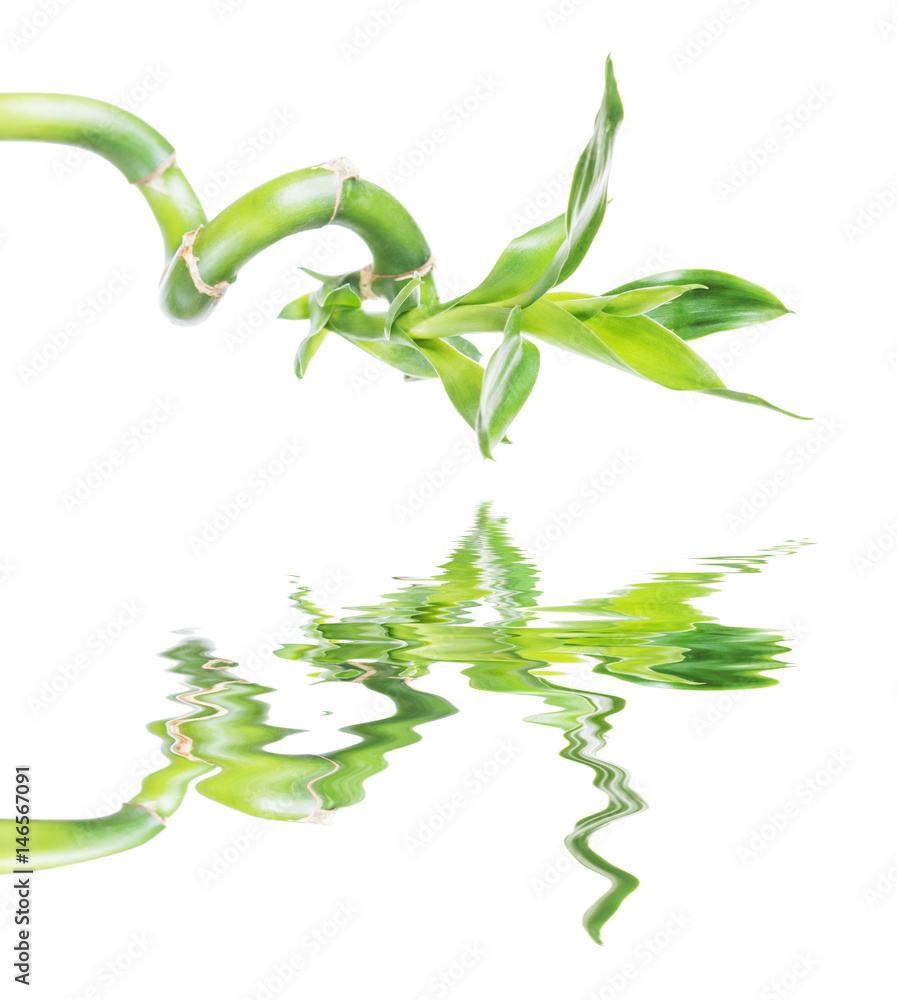 Fototapeta premium Lucky Bamboo (Dracaena Sanderiana) reflected in a water
