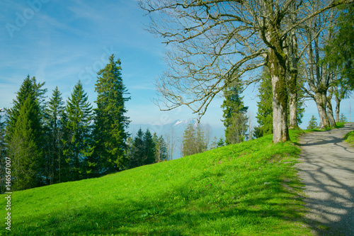 Nature background with green grass, trees and mountain view