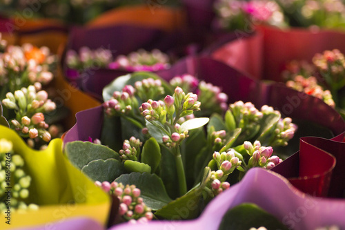 Flower market with purple and green background