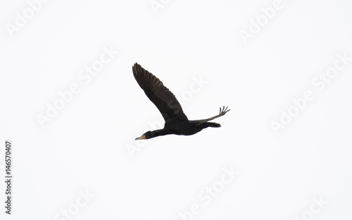 Cormorant © ChristopherP