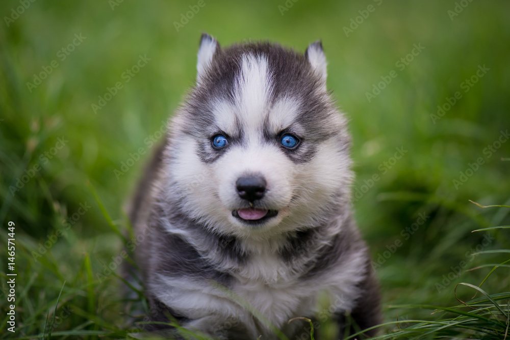 siberian husky puppy standing on green grass