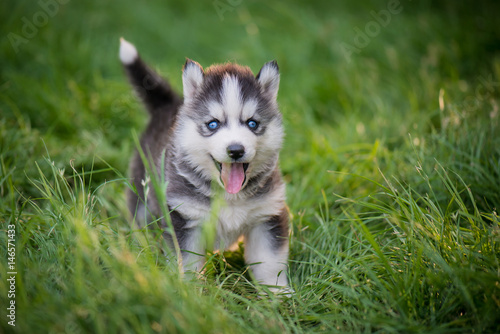 siberian husky puppy standing on green grass