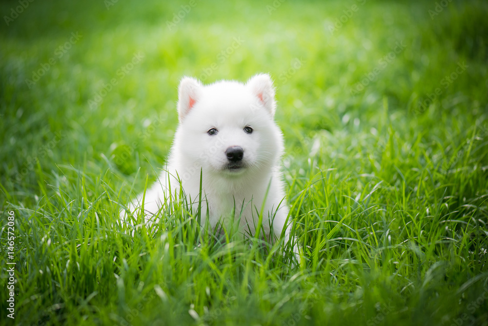 siberian husky puppy playing on green grass