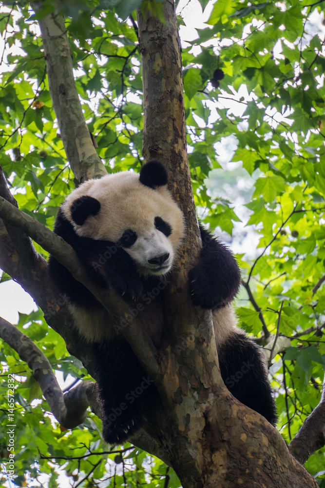 Fototapeta premium Giant Panda śpi na drzewie