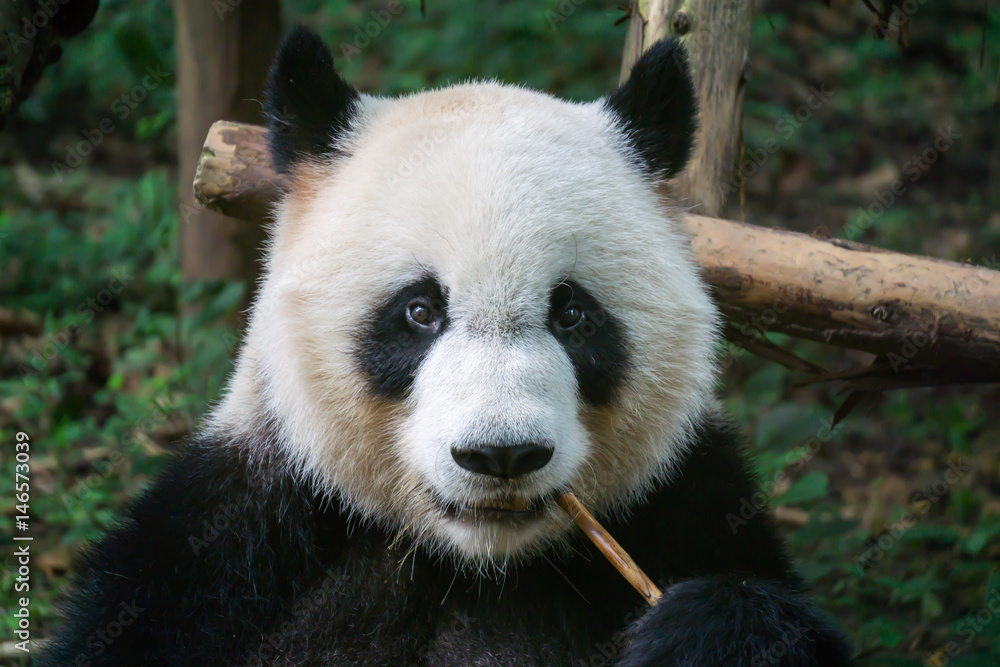 Obraz premium Giant panda eating bamboo