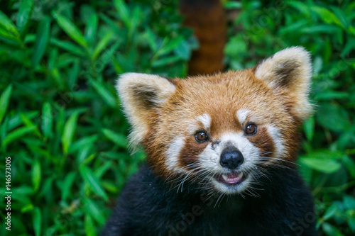 Red Panda close up