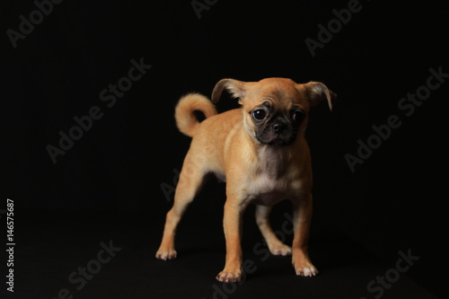 Pug and Chihuahua mix dog (Chug), パグとチワワのミックス犬, チワパグ