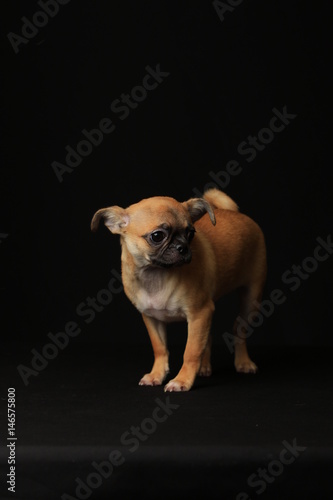 Pug and Chihuahua mix dog (Chug), パグとチワワのミックス犬, チワパグ