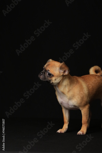 Pug and Chihuahua mix dog (Chug), パグとチワワのミックス犬, チワパグ