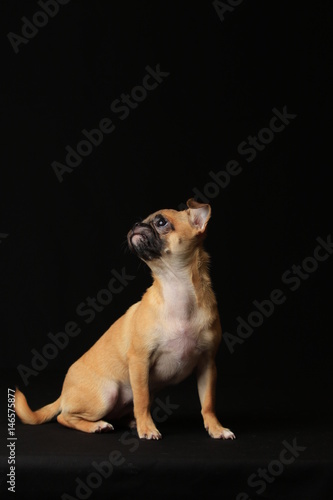 Pug and Chihuahua mix dog (Chug), パグとチワワのミックス犬, チワパグ