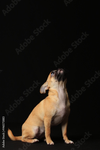 Pug and Chihuahua mix dog (Chug), パグとチワワのミックス犬, チワパグ