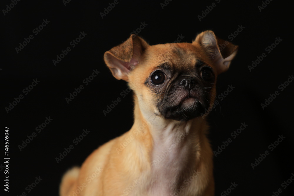 Pug and Chihuahua mix dog (Chug), パグとチワワのミックス犬, チワパグ Pug and Chihuahua mix dog (Chug), パグとチワワのミックス犬, チワパグ