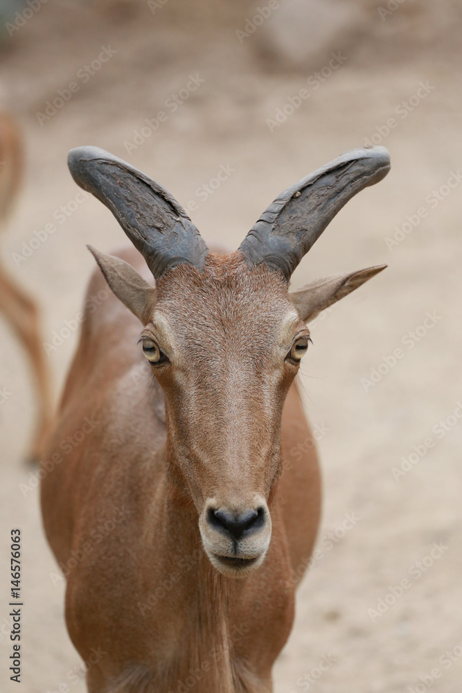 Head of Brown Goat or Capra Hirous. Head of Brown Goat or Capra Hirous.