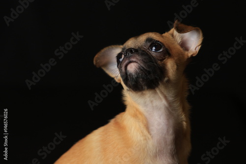 Pug and Chihuahua mix dog (Chug), パグとチワワのミックス犬, チワパグ