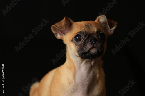 Pug and Chihuahua mix dog (Chug), パグとチワワのミックス犬, チワパグ