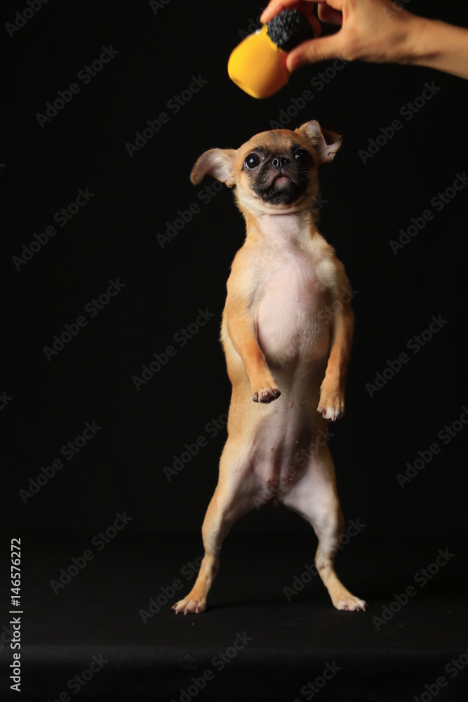 Pug And Chihuahua Mix Dog Chug パグとチワワのミックス犬 チワパグ Stock Photo Adobe Stock