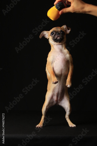 Pug and Chihuahua mix dog (Chug), パグとチワワのミックス犬, チワパグ