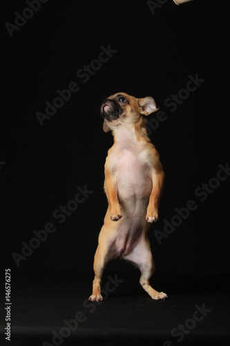 Pug and Chihuahua mix dog (Chug), パグとチワワのミックス犬, チワパグ