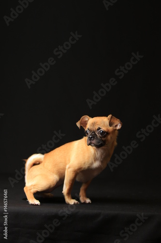 Pug and Chihuahua mix dog (Chug), パグとチワワのミックス犬, チワパグ