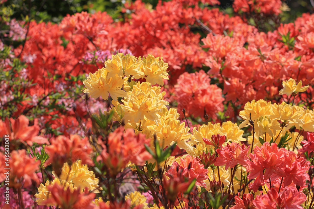 Colorful  rhododendron flowers in the garden