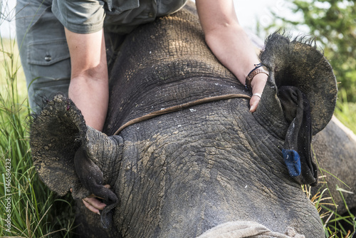 Dehorning Black Rhino for conservation photo