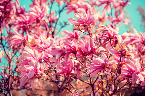 Blossom magnolia flowers against sky. Springtime