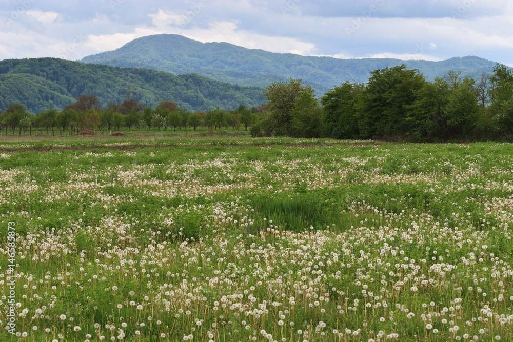 field of dandelion
