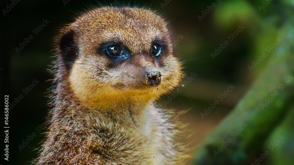 Fototapeta premium Meerkat