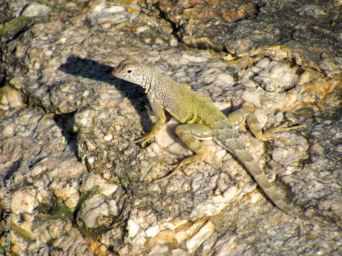 Greater earless lizard