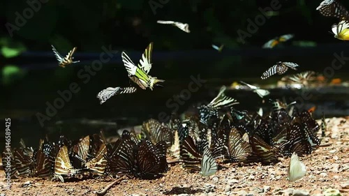 Butterfly at Pang Sida National Park on Thailand	  photo