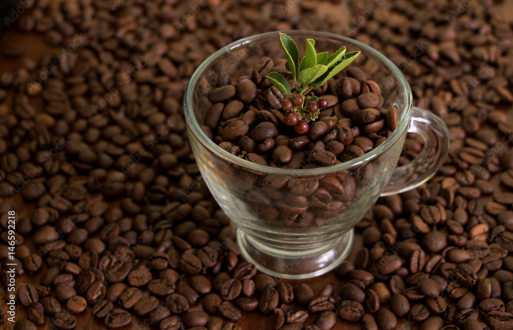 Kaffee Pflänzchen mit Kaffeebohnen Kaffee Pflänzchen mit Kaffeebohnen
