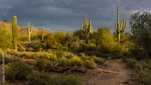 Desert Hiking Trail with Saguharo Cactus photo