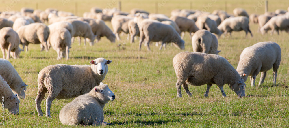 Naklejka premium Schafherde auf grüner Weide