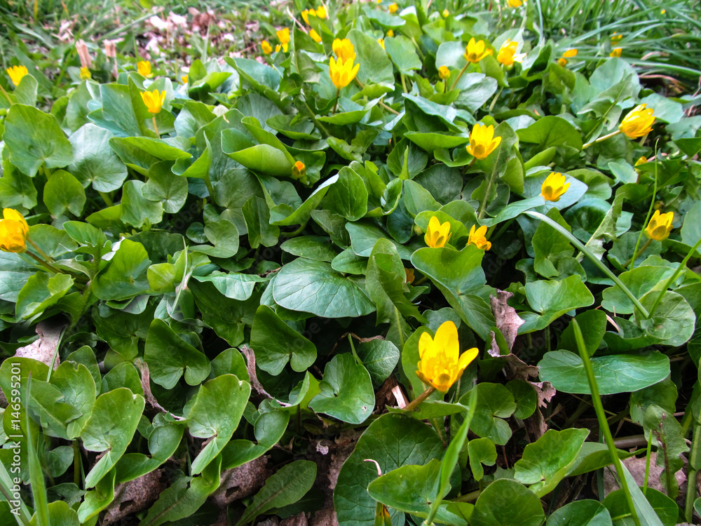 Fototapeta premium Marsh marigold. Early Spring Yellow small flowers with large green leaves similar to water lilies
