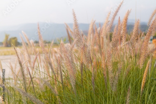 Flowers grass with a warm light in the morning