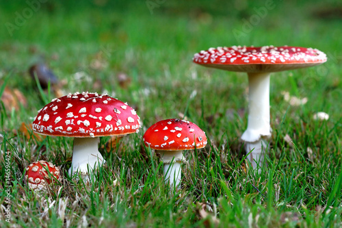 Red Amanita muscaria mushrooms in a forest photo