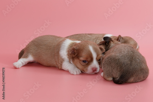 Newborn chihuahua puppy sleeping together in the basket © praisaeng