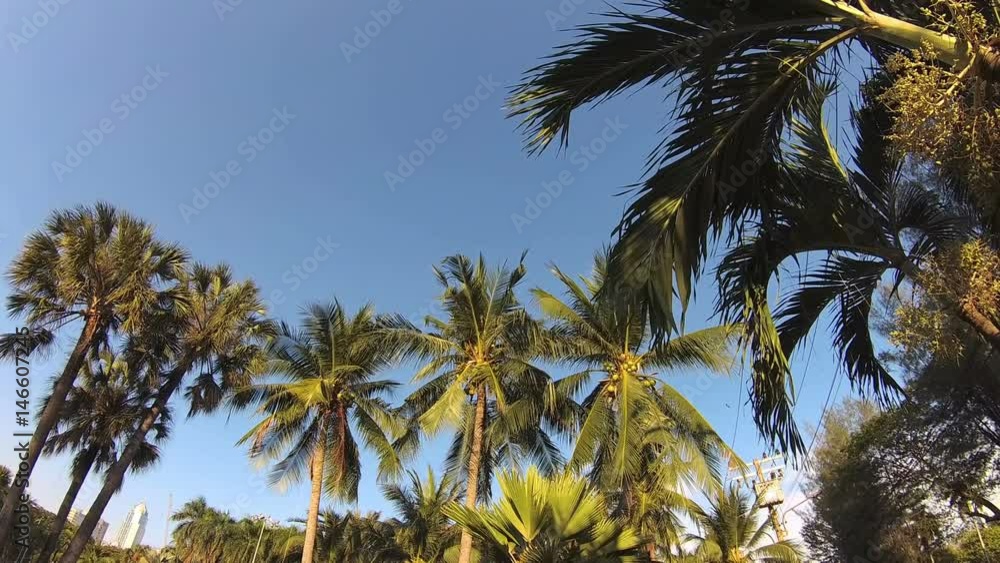 Green city park. Blue sky through palm leaves. Palm trees, people sitting on grass. Action camera Green city park. Blue sky through palm leaves. Palm trees, people sitting on grass. Action camera