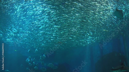Large school of Bigeye sardine forming a tornado
(With Sharks and Manta Ray)