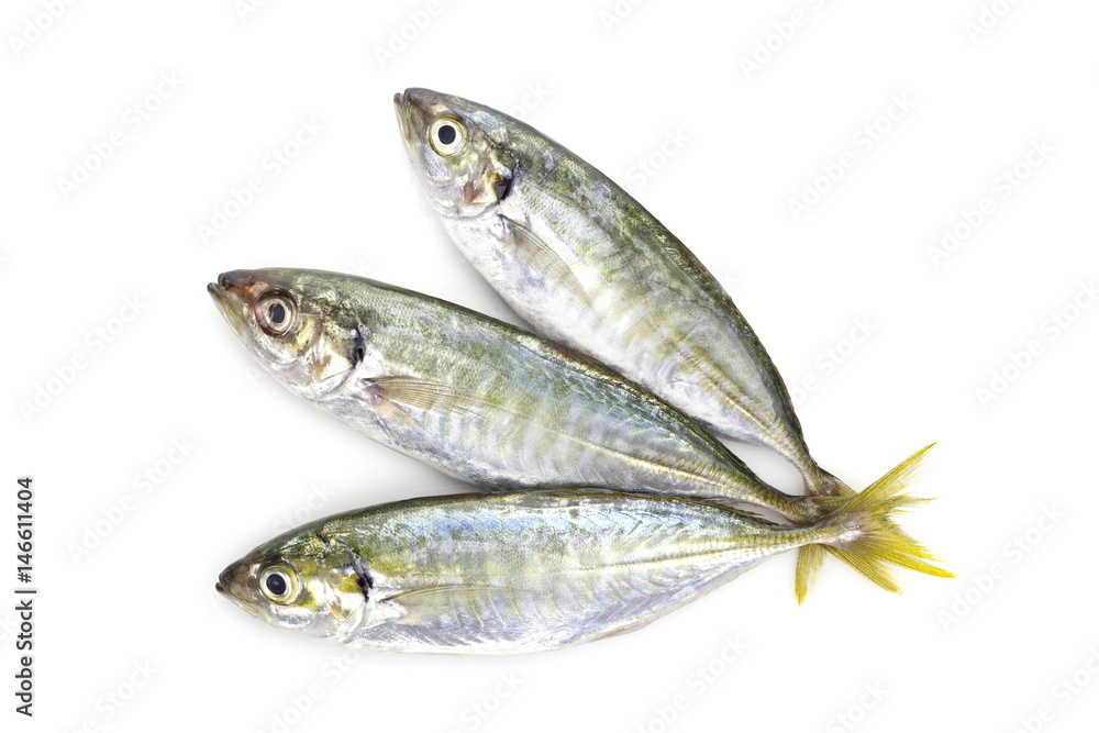 Yellow stripe trevally fish isolated on a white background. Yellow stripe trevally fish isolated on a white background.