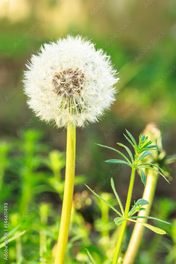 Fototapeta premium Spring flowers beautiful dandelions in green grass