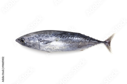 Fresh tuna fish isolated on a white background