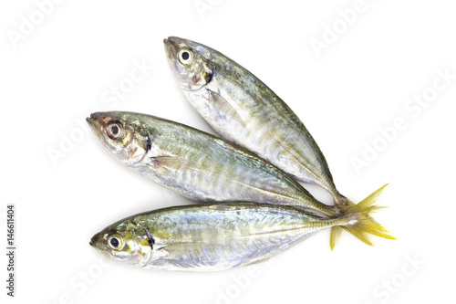 Yellow stripe trevally fish isolated on a white background.
