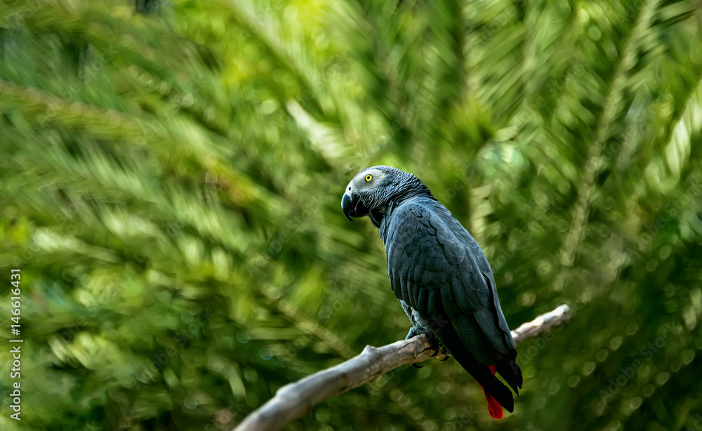 Obraz premium On a tree branch sits a parrot of zhako in Sunny day on green and yellow blurred background