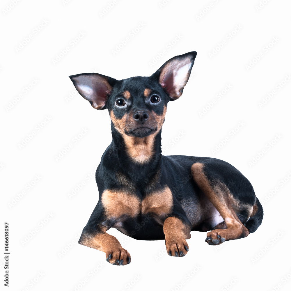 Toy Terrier , dog isolated , puppy , cute