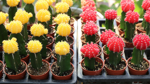 Yellow and Red Gymnocalycium cactus in store