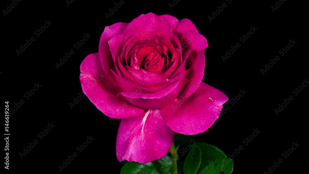Pink rose with water drops blooming timelapse Pink rose with water drops blooming timelapse
